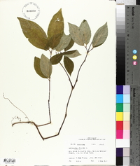 Calycanthus floridus image