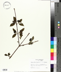 Calycanthus floridus var. floridus image