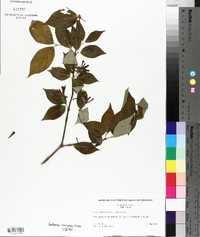 Calycanthus floridus image