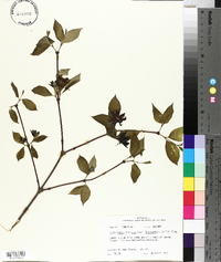 Calycanthus floridus image