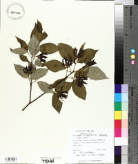 Calycanthus floridus var. laevigatus image