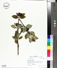 Calycanthus floridus image