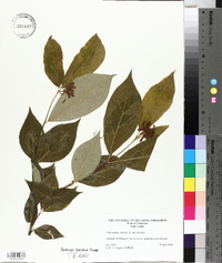 Calycanthus floridus image