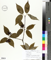 Calycanthus floridus image