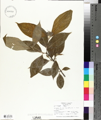 Calycanthus floridus image