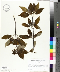 Calycanthus floridus image