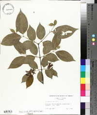 Calycanthus floridus image