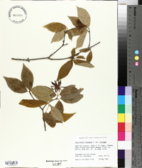 Calycanthus floridus var. floridus image