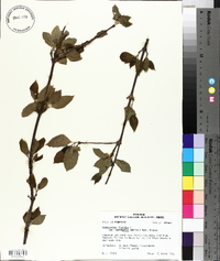 Calycanthus floridus var. laevigatus image