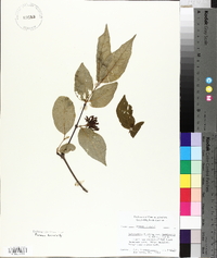 Calycanthus floridus var. laevigatus image