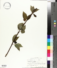 Calycanthus floridus image