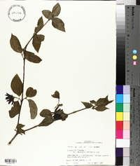 Calycanthus floridus image