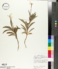 Hippobroma longiflora image