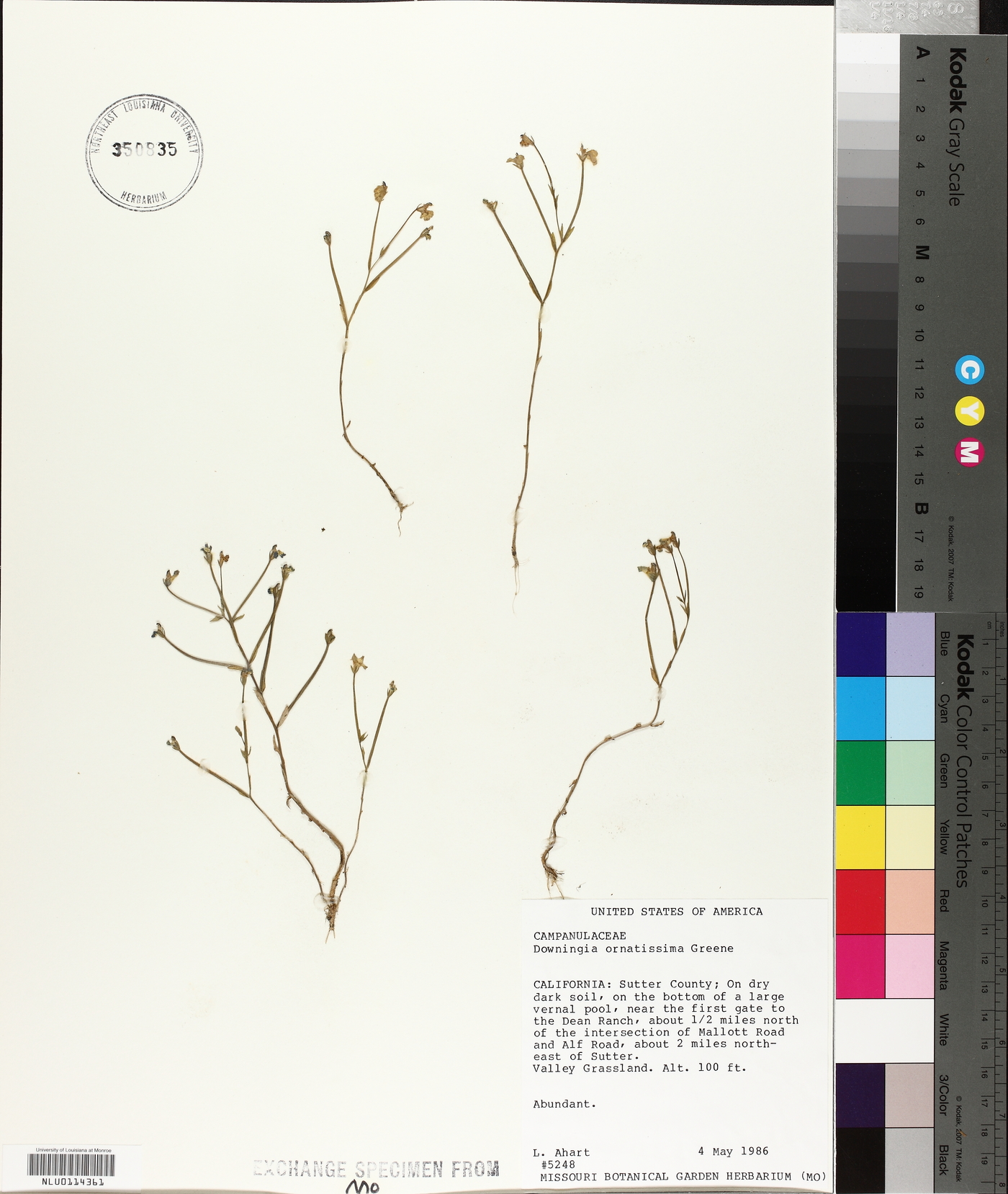 Downingia ornatissima image