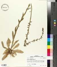 Lobelia appendiculata image