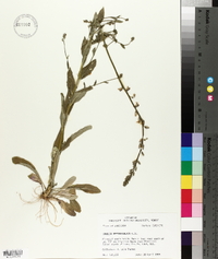 Lobelia appendiculata image