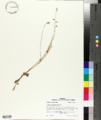 Lobelia appendiculata image