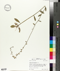 Lobelia appendiculata image