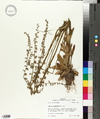 Lobelia appendiculata image