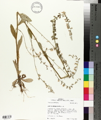 Lobelia appendiculata image