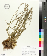 Lobelia appendiculata image