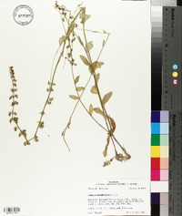 Lobelia appendiculata image