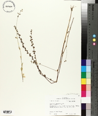 Lobelia appendiculata image