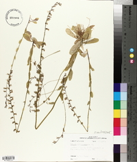 Lobelia appendiculata image