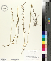 Lobelia appendiculata image