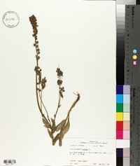 Lobelia appendiculata image