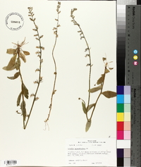 Lobelia appendiculata image