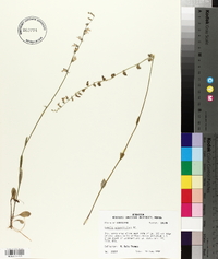 Lobelia appendiculata image