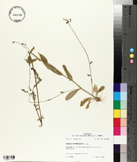 Lobelia appendiculata image