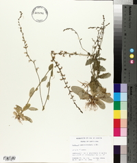 Lobelia appendiculata image