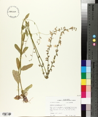 Lobelia appendiculata image