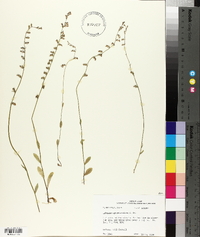 Lobelia appendiculata image