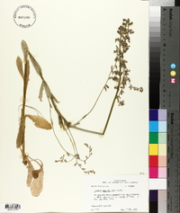 Lobelia appendiculata image