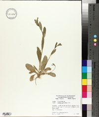 Lobelia appendiculata image