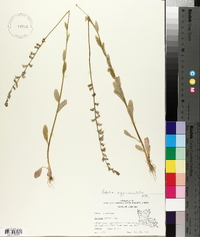 Lobelia appendiculata image