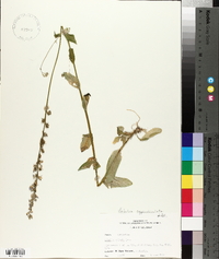 Lobelia appendiculata image