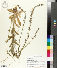 Lobelia appendiculata image