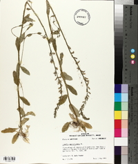 Lobelia appendiculata image