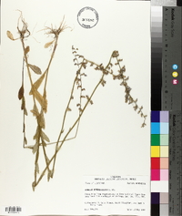 Lobelia appendiculata image