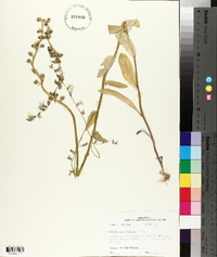 Lobelia appendiculata image