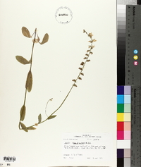 Lobelia appendiculata image