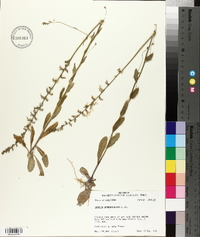 Lobelia appendiculata image