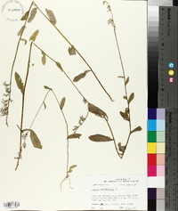 Lobelia appendiculata image