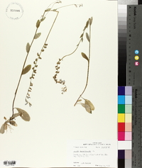 Lobelia appendiculata image