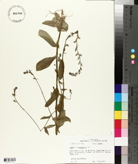 Lobelia appendiculata image