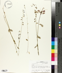 Lobelia appendiculata image